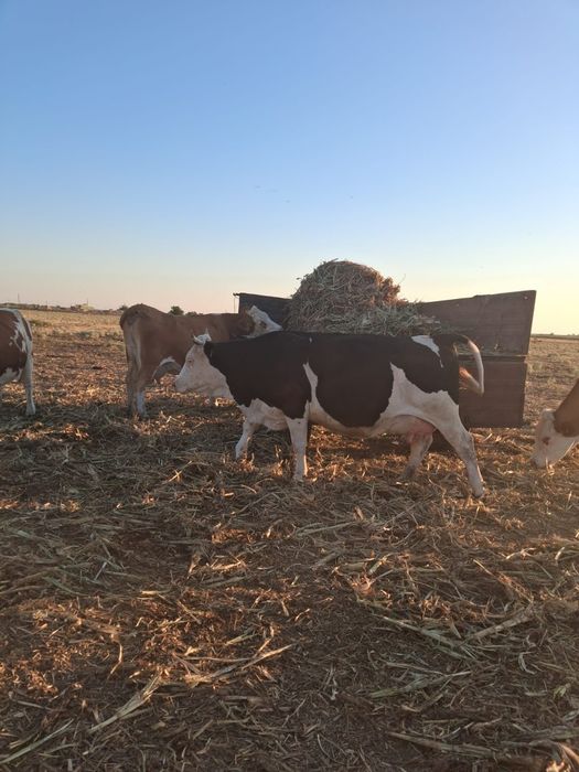 Vaca de vazare !!!