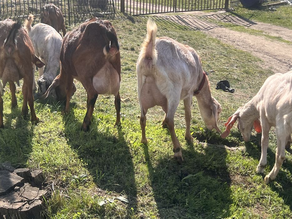 Capra anglonubian