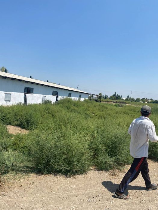 Sirdaryo shahar Uzbekiston kalhozida (Boston) 4 gektar ferma