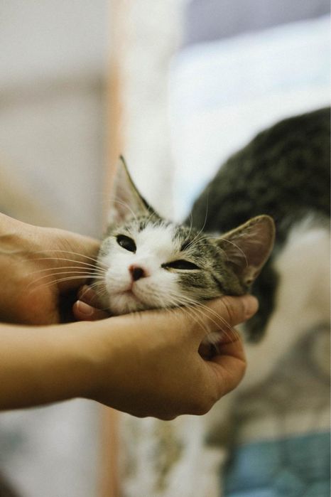 Котенок мальчик в поиске дома