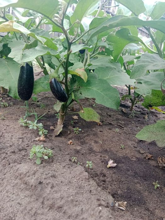 Продам дачу пкст краснопартизанское