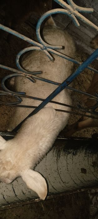 Echki sotiladi sog'lom