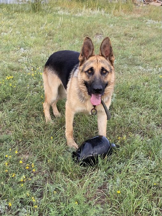 Немецкая овчарка чистокровная