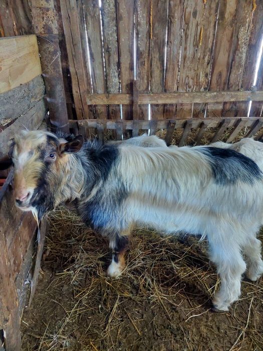 Țap ciut genetic în vârstă de 3 ani de vânzare