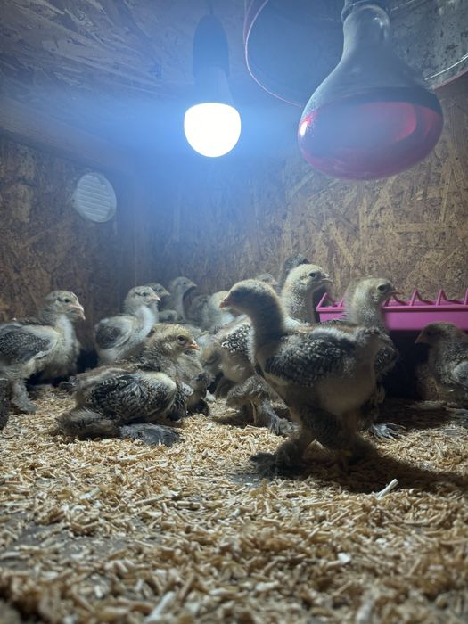 Pui brahma potarnichiu pe negru si pe albastru