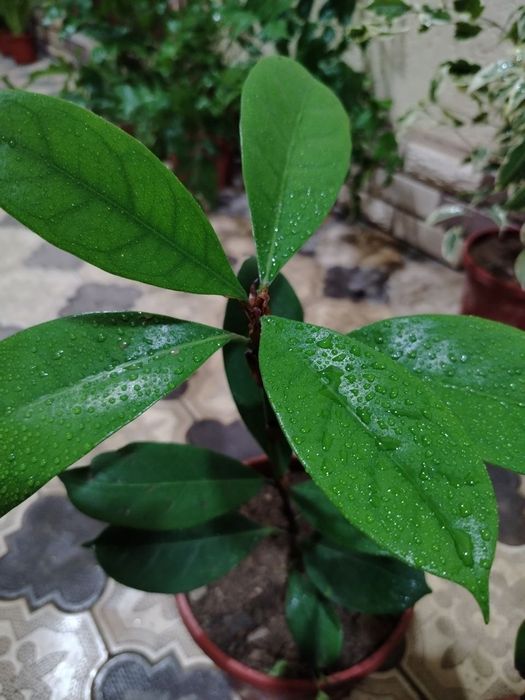 Комнатные цветы, растение, Гуллар, гул, Gul, Honaki gullar