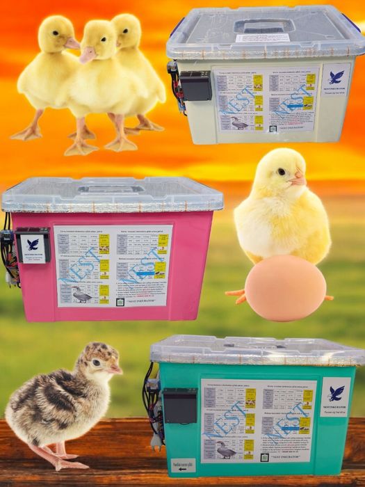 Inkubator Nasiya savdo