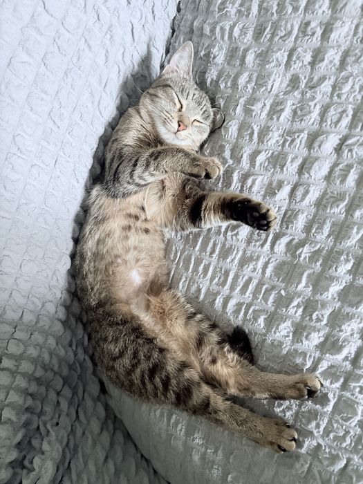 Домашняя кошечка бесплатно