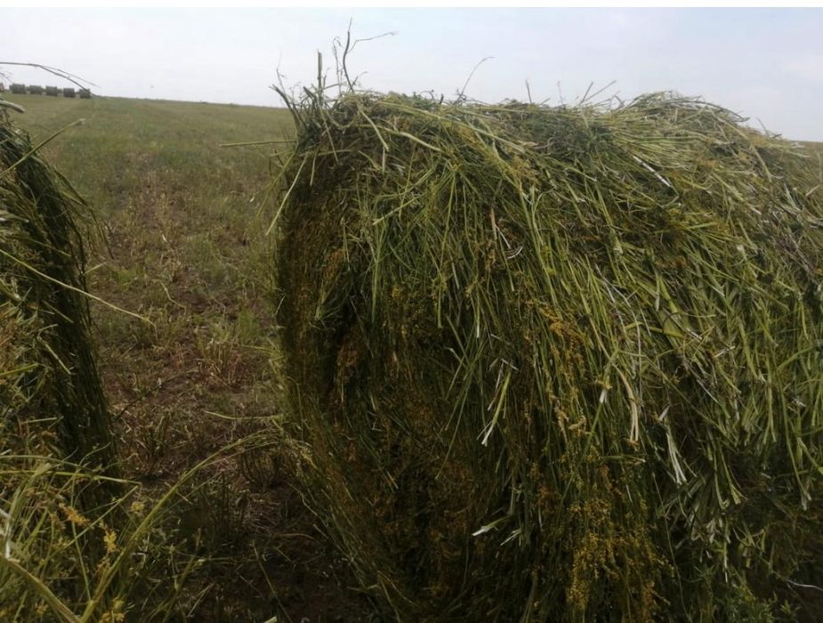 Продам сено в рулонах