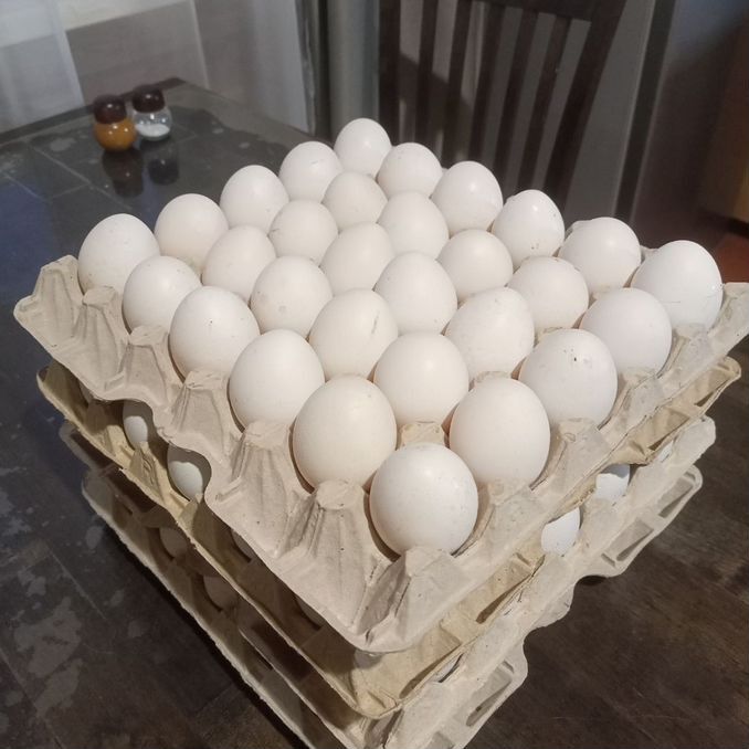 Куры несушки Лома Уайт