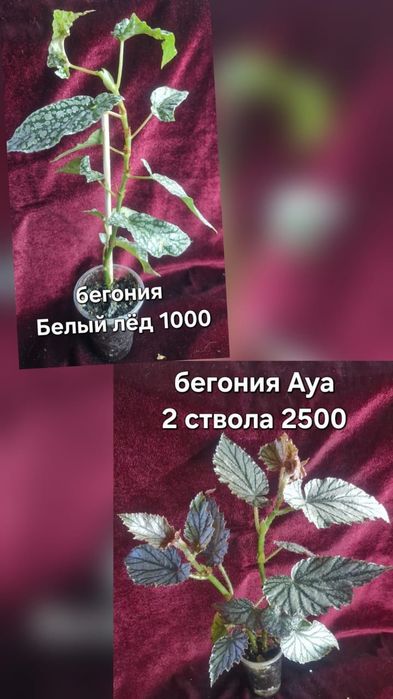 Разные домашние цветы