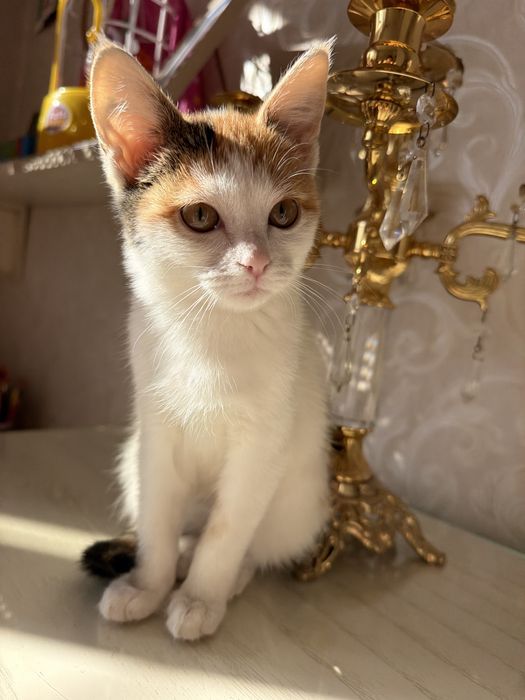 Ласковая, нежна кошечка Ася