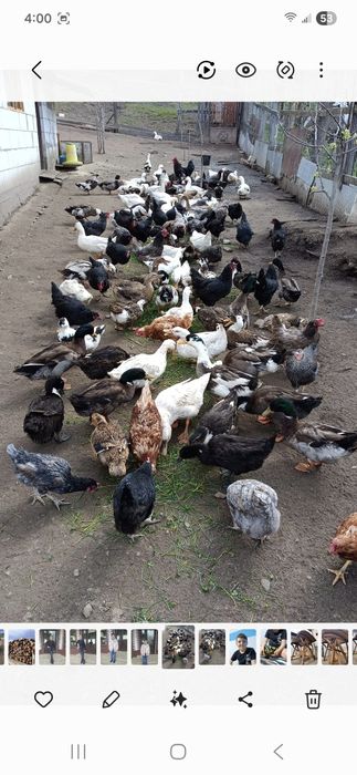 Boboci de rață românească