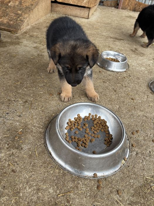 Catelusa ciobanesc german