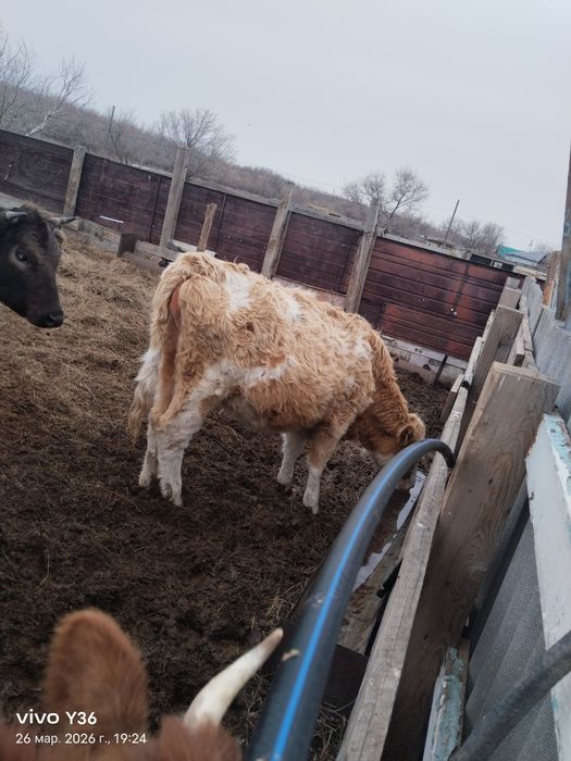 Стельные коровы на разведение