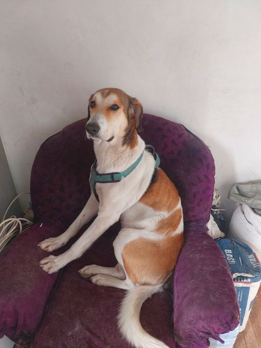 Отдам даром хорошим людям