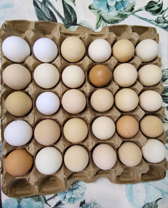 Домашние яйца свежие