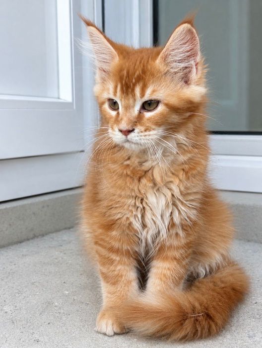 Котенца Мейн Куун