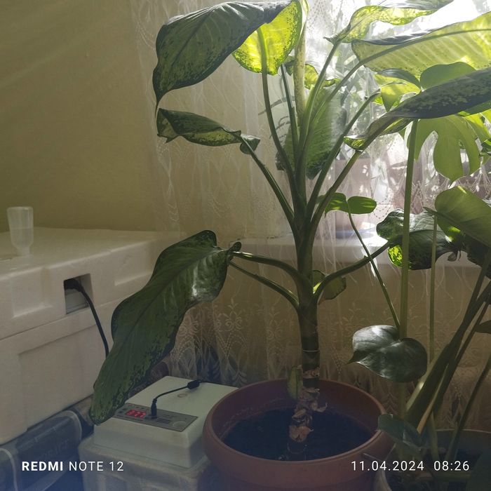 Прпродам домашние цветы