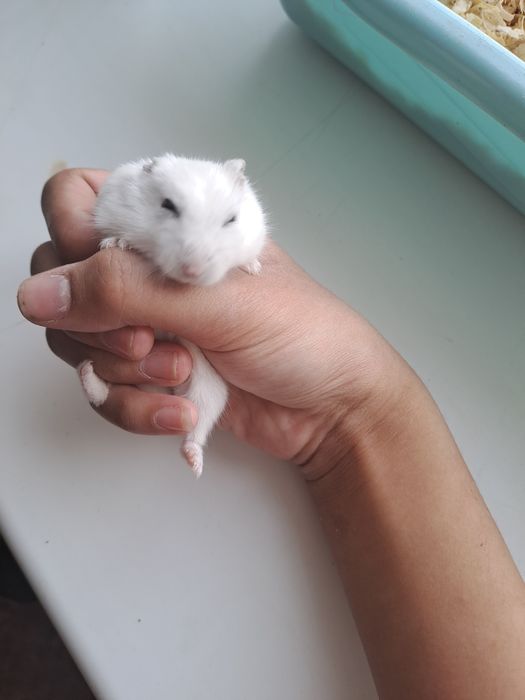 Хомяк отдам в хоршие руки