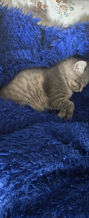 Кошку в добрые руки