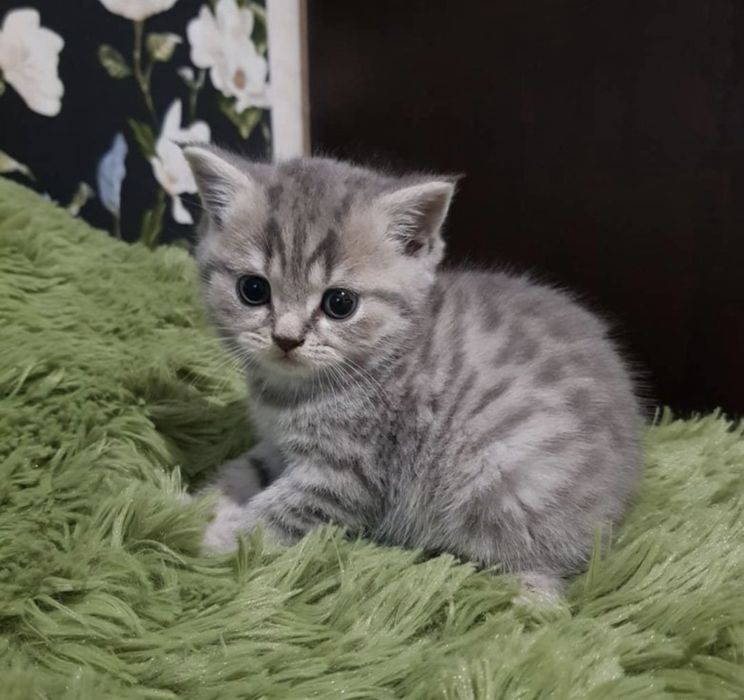 Котята фолд и страйк