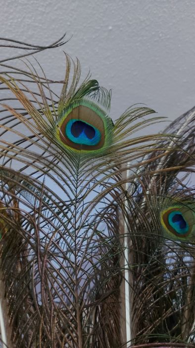 Перья Павлина настоящие