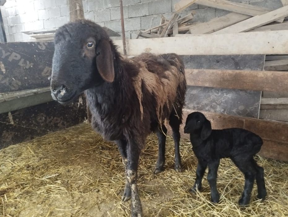 Қозылы қой сатылады