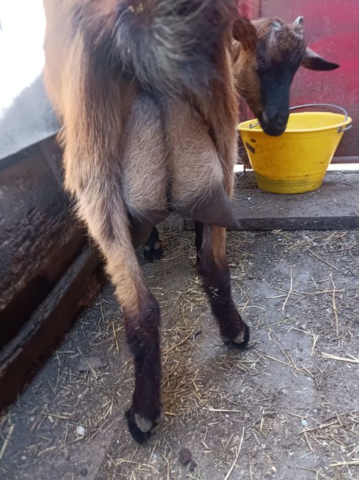 Vind  capre alpine franceze