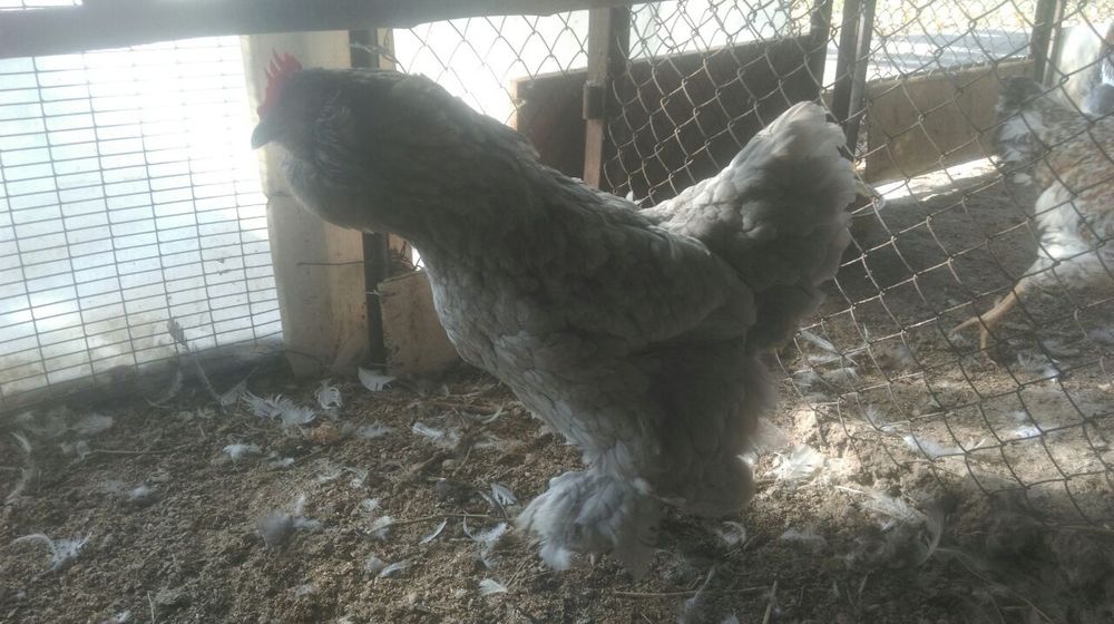 Продаю свой инкубатор на 480 яиц.На фото выведенная птица с моего инку