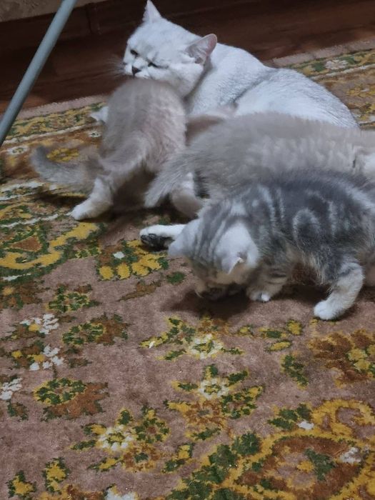 Жуда ак,или мушук