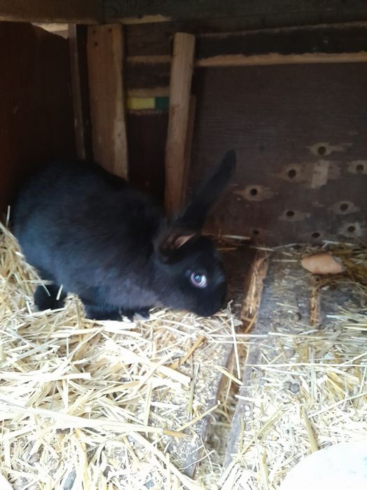 Кролики  крольчата