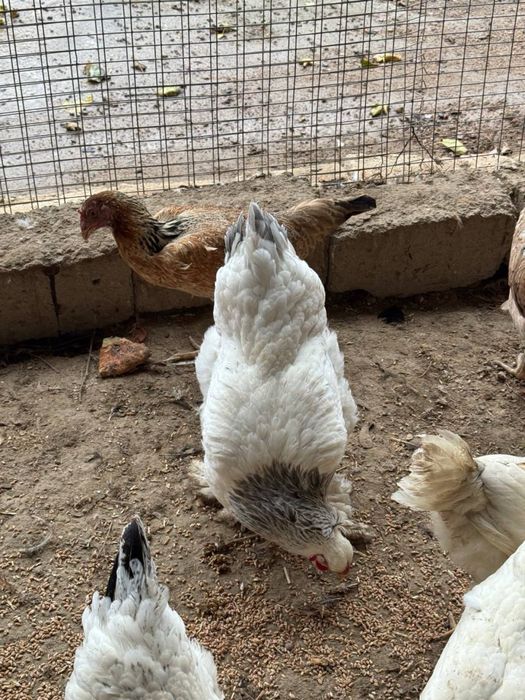 Продам курей