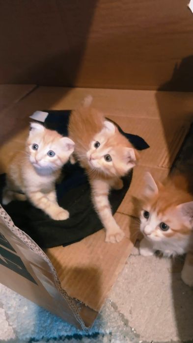 котята 3 девочки и мальчик, бесплатно,