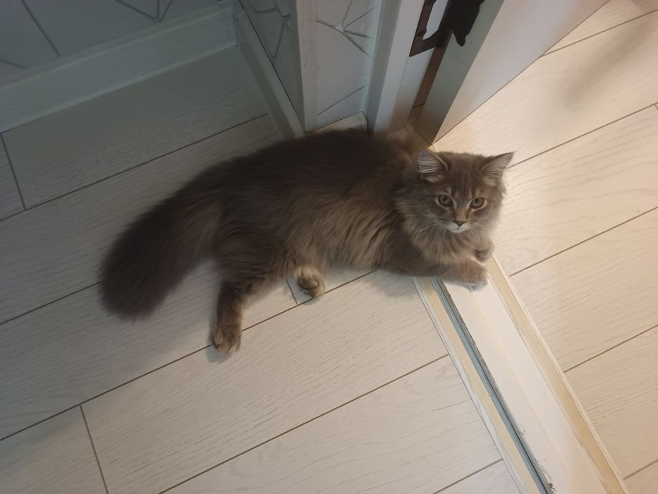 Британский скоттиш страйт пишите через телеграм не звонить.