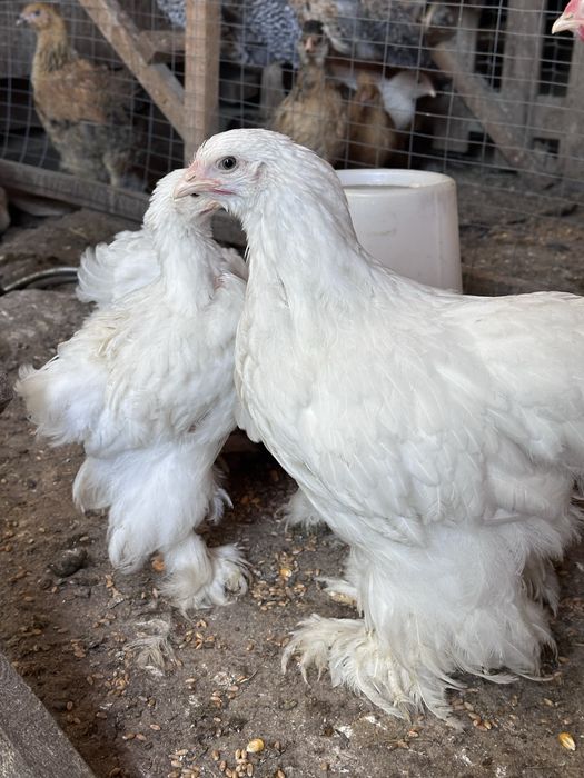 Продам цыплят кохинхина белого