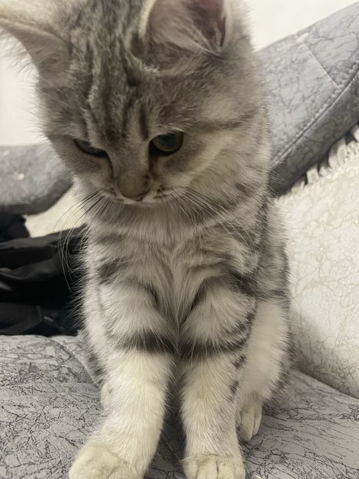 скоттиш шиншилла мушук сотилади