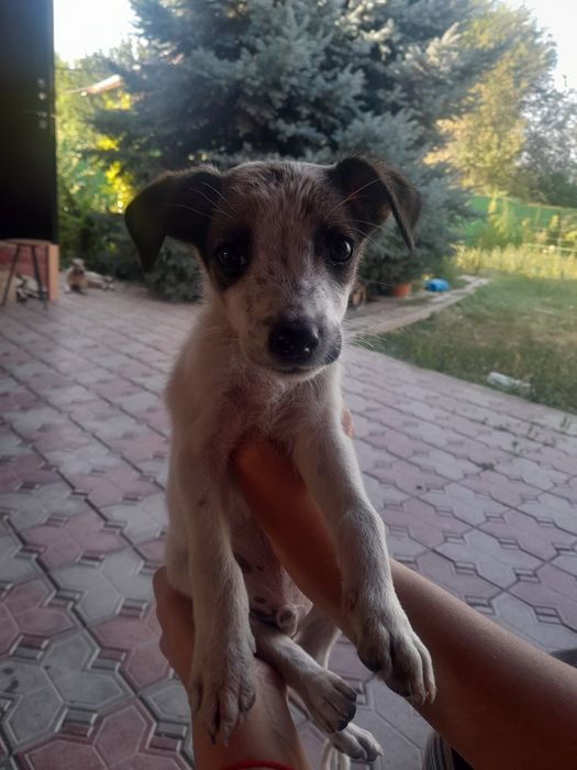 Отдам в хорошие руки