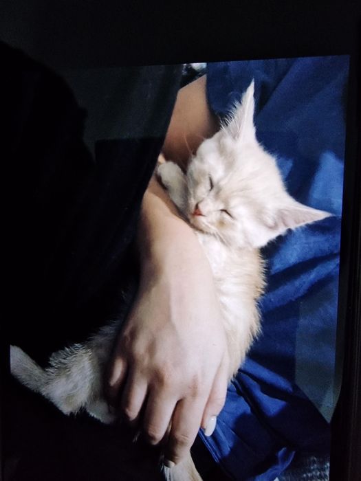 Котенок британский прямоухий