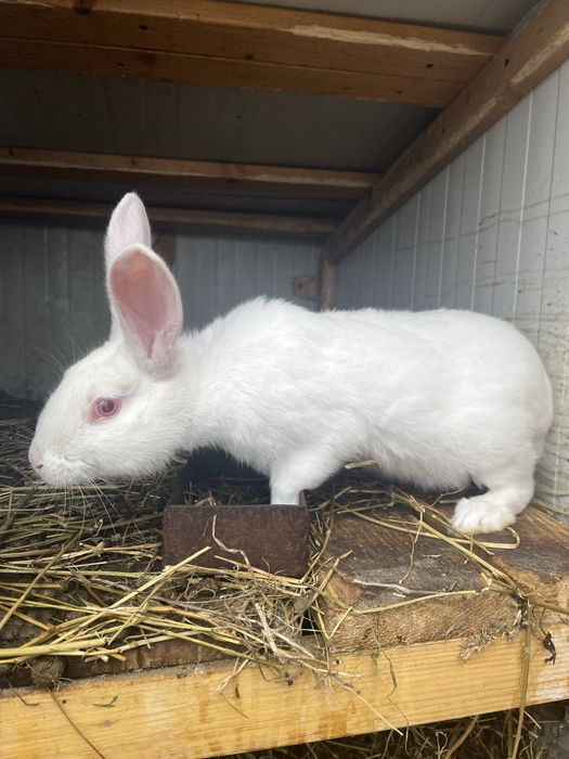 Mascul Hycole Francez