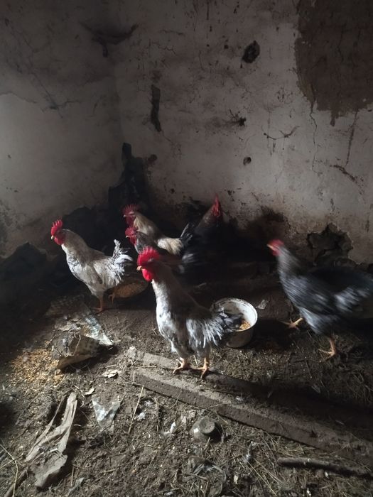 Петли за разплод