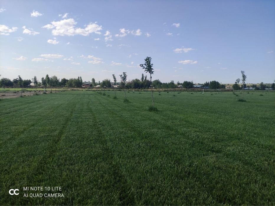 Рулоные газони от производителя