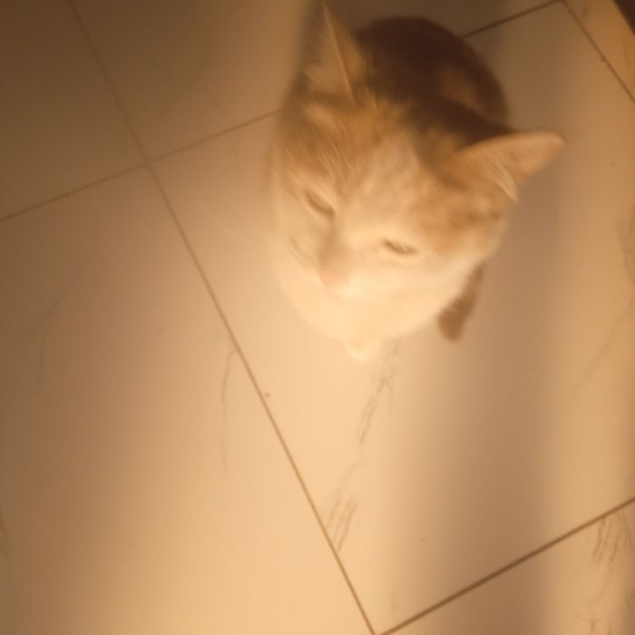 Отдам котенка трёхцветную