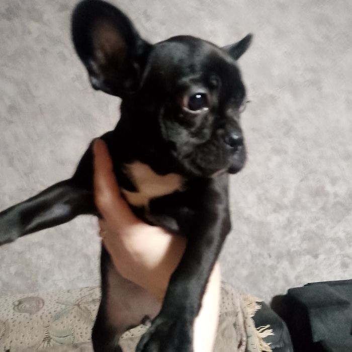 Французский бульдог