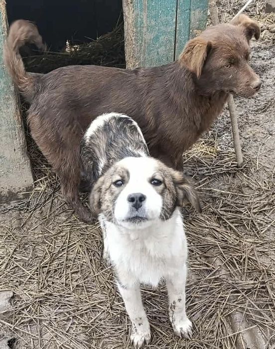 Donez cățeluși metiș de 6 luni