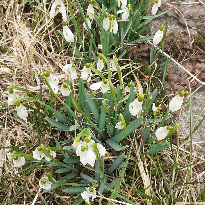Bulbi flori de primavara - Romanesti