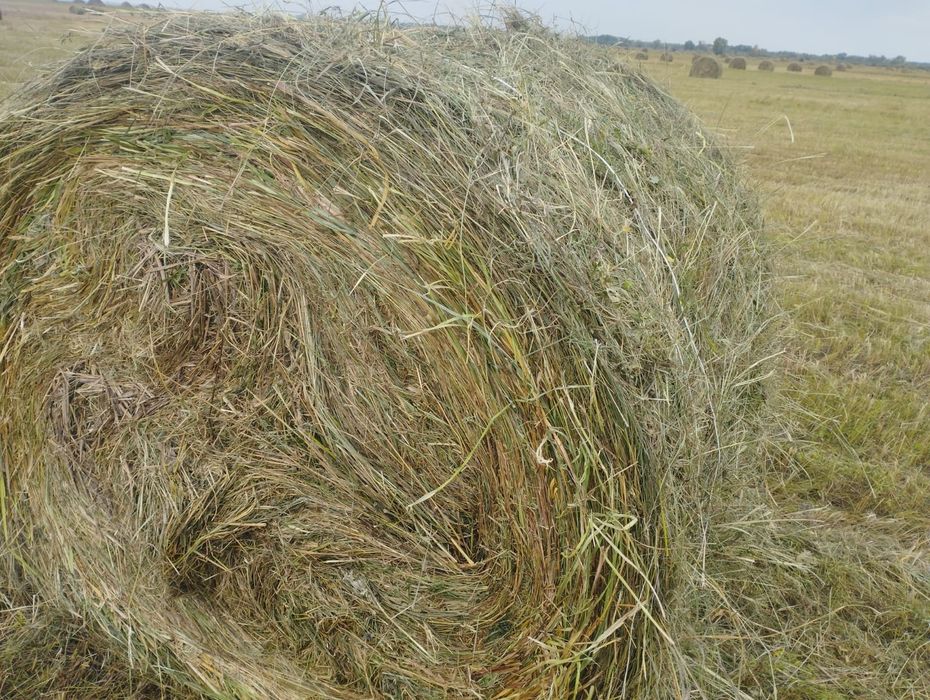 Сено шөп рулон от 300 кг