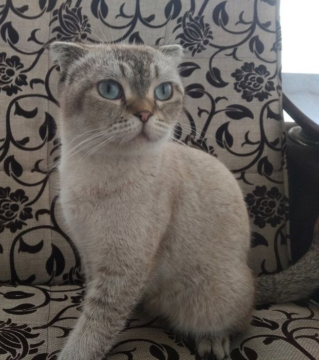 Скоттиш фолд продается