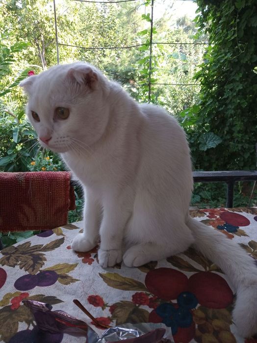 Продаются котята!