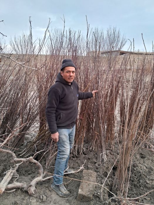 Barcha turdagi ko‘chatlar sotiladi 5000 dan 25000gacha